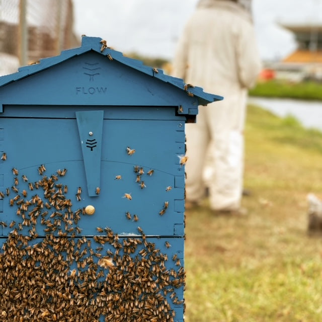 From Beginner to Pro: How Our Premium Nuc Bees and Expert Guidance Ensure Success with Your New Flow Hive