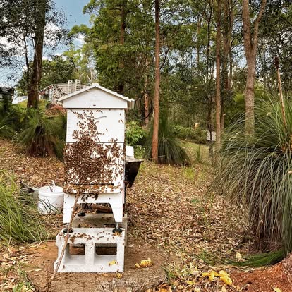 happy-bees-for-sale-for-your-flow-hive-two-busy-bees-honey-12