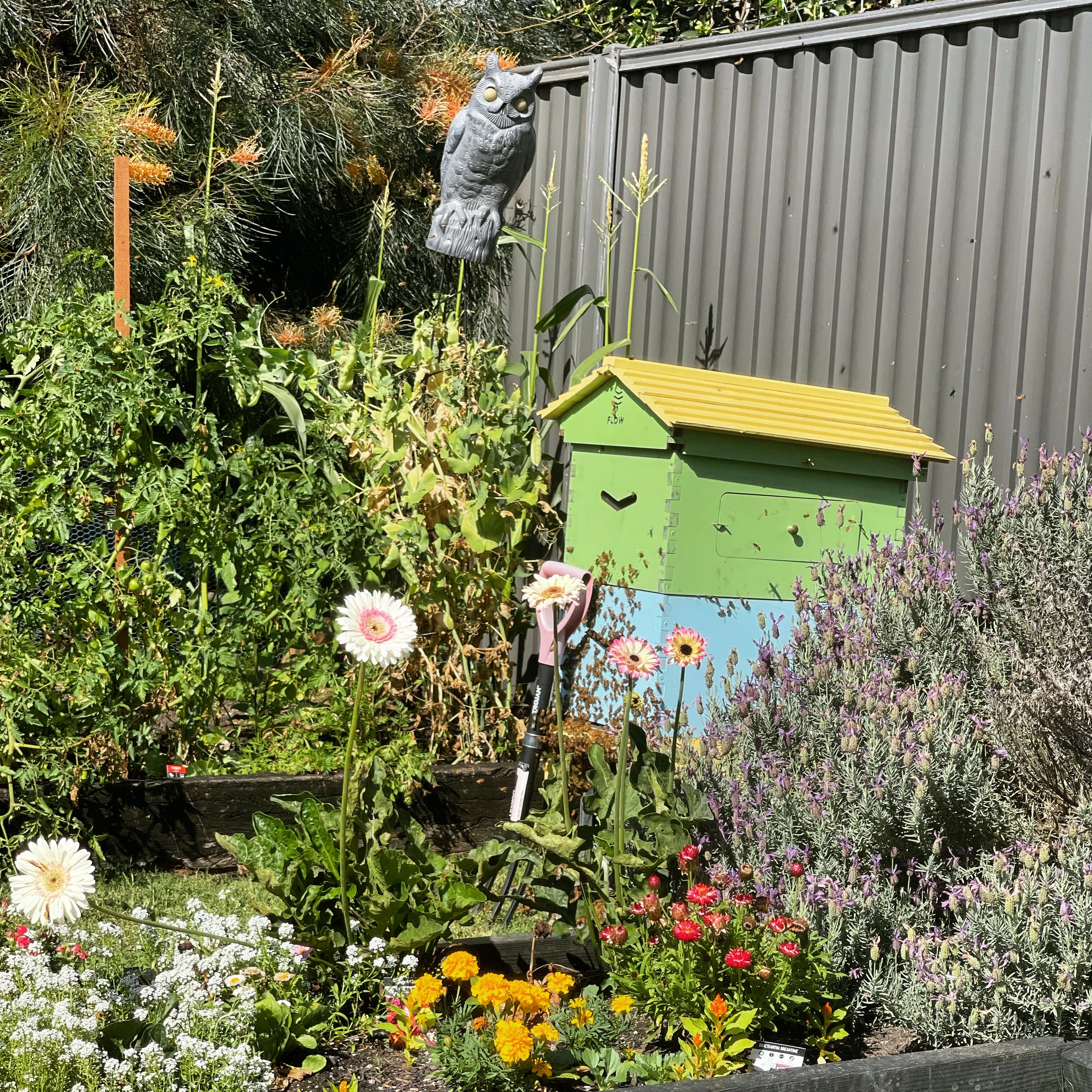 happy-bees-for-sale-for-your-flow-hive-two-busy-bees-honey-11