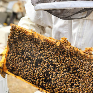 HoneyBeesForSale-TwoBusyBeesHoney