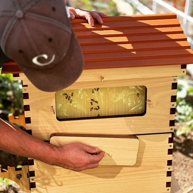 happy-bees-for-sale-for-your-flow-hive-two-busy-bees-honey-10