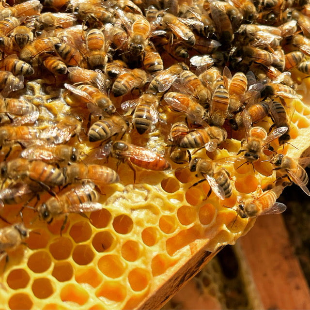 Happy Bees for your Flow Hive (includes bees, frames, delivery, installation, tutorial and virtual support) - Three Hive Package