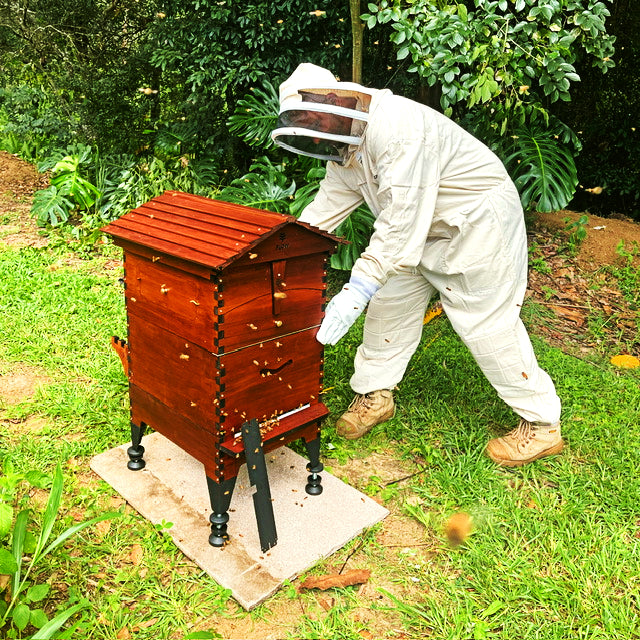 happy-bees-for-sale-for-your-flow-hive-two-busy-bees-honey-1
