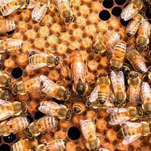 happy-bees-for-sale-for-your-flow-hive-two-busy-bees-honey-9