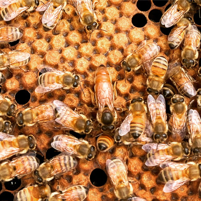 happy-bees-for-sale-for-your-flow-hive-two-busy-bees-honey-9