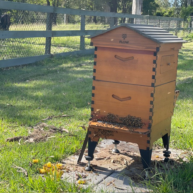 happy-bees-for-sale-for-your-flow-hive-two-busy-bees-honey-6