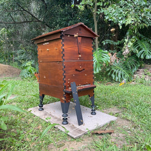 happy-bees-for-sale-for-your-flow-hive-two-busy-bees-honey-5