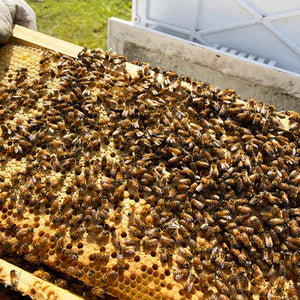 Nuc of Happy Honey Bees for your Beehive (includes transportation box, bees, Queen and Step by Step instructions) - Bronze Package
