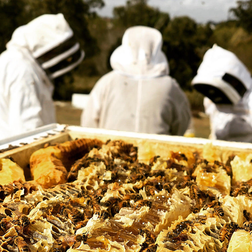 'Ask me about the Bees!' - A unique beekeeping experience