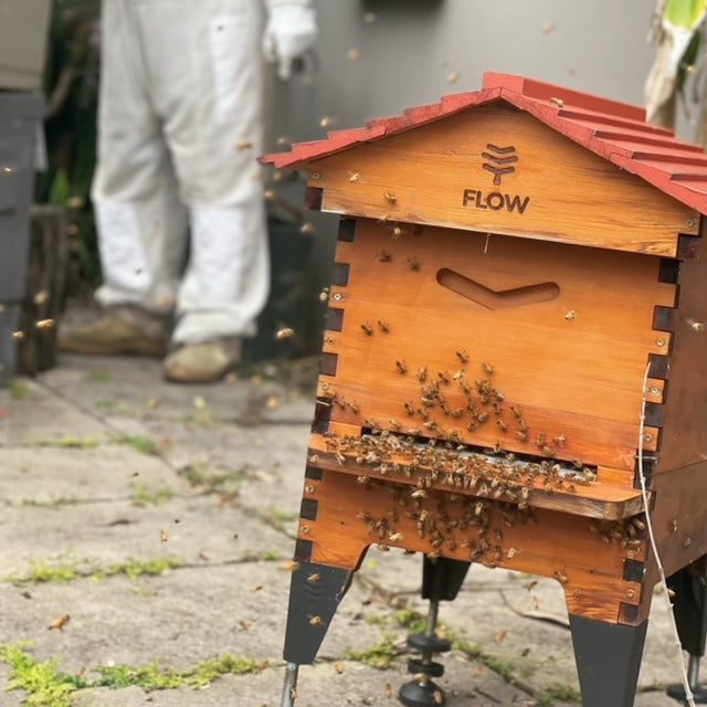 ultimate-beekeeping-start-for-your-flow-hive-two-busy-bees-honey