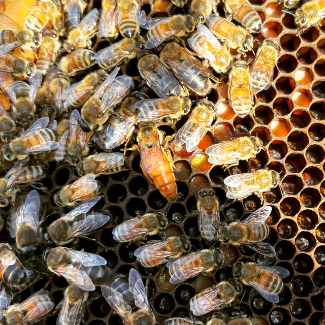 Exclusive Offer: 12 Healthy Beehives and Stands for Permaculture Farms