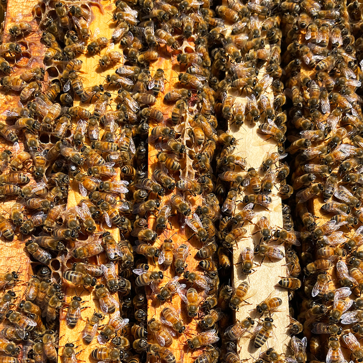 How do Bees Make Beeswax?- Carolina Honeybees