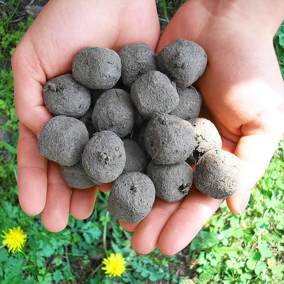 how-to-make-a-see-bomb-easy-diy-seed-bombs-from-Two-Busy-Bees-Honey