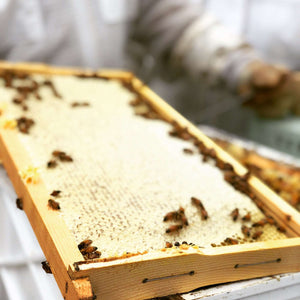 Apiary-Frame-Two-Busy-Bees-Honey