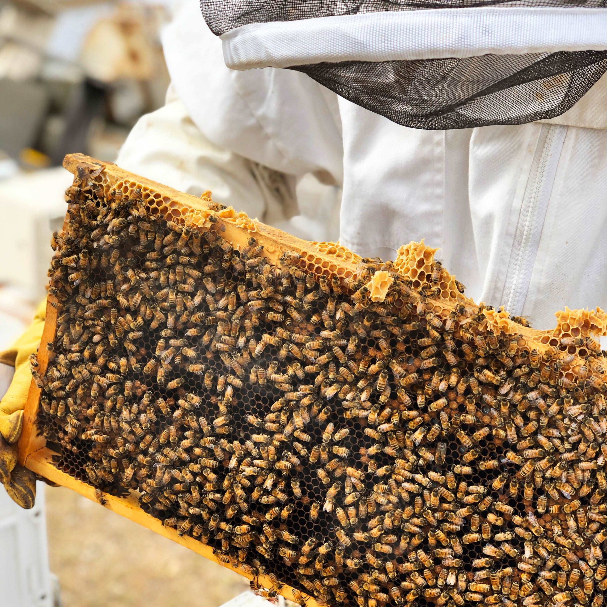 Nuc of Honey Bees for your Beehive Bronze Package Two Busy Bees Honey