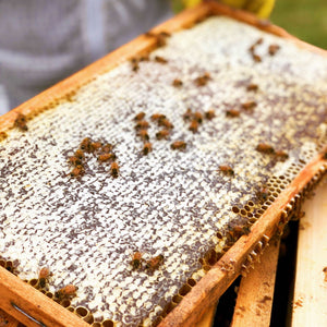 Two-Busy-Bees-Honey-Capped-frame-of-honey-from-the-apiary_