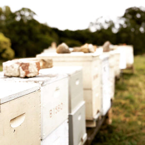 Two-Busy-Bees-Honey-Hives-in-apairy-Brisbane